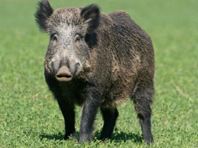 3a0528b25ba55de0b2f60b533bf33597