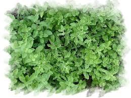 3a7dc35e545a03e34dfca2b8f1db120c