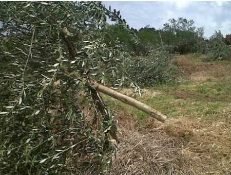 Gli tagliano 150 ulivi per dispetto, agricoltore denuncia ignoti 51 3c64189072138938a5cd59315c1af03d
