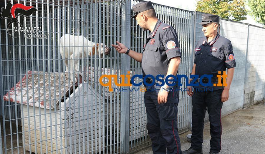 3oc foresta carabinieri forestali rossano 01