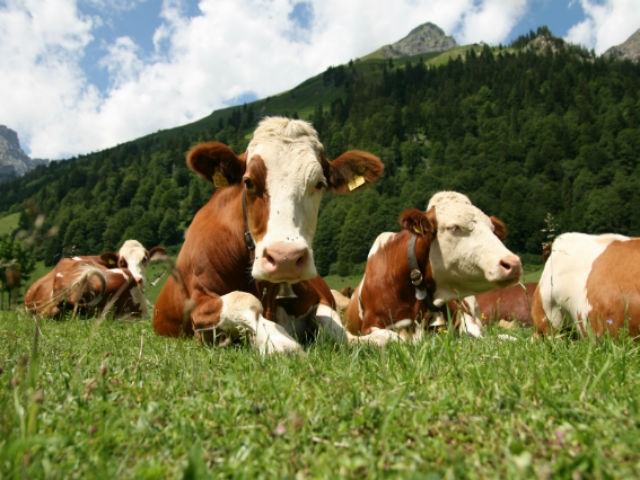 4c5025fc27e21ebeebad07703ddb77e0