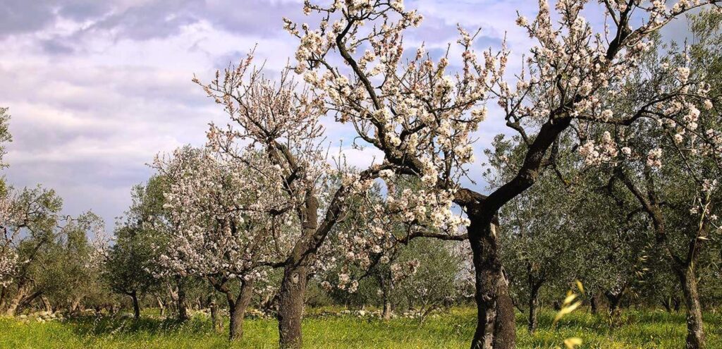 La mandorla di Amendolara punta al marchio Dop 3 5 1