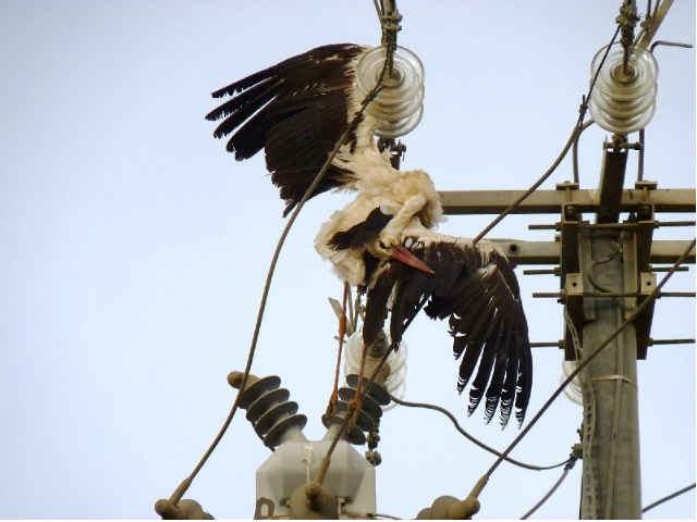 51db2666c930b6a498bfec30cd31dabc