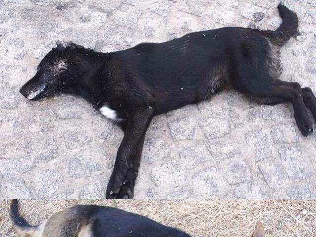 56e156ae7a9fb41309794613e883bfc0