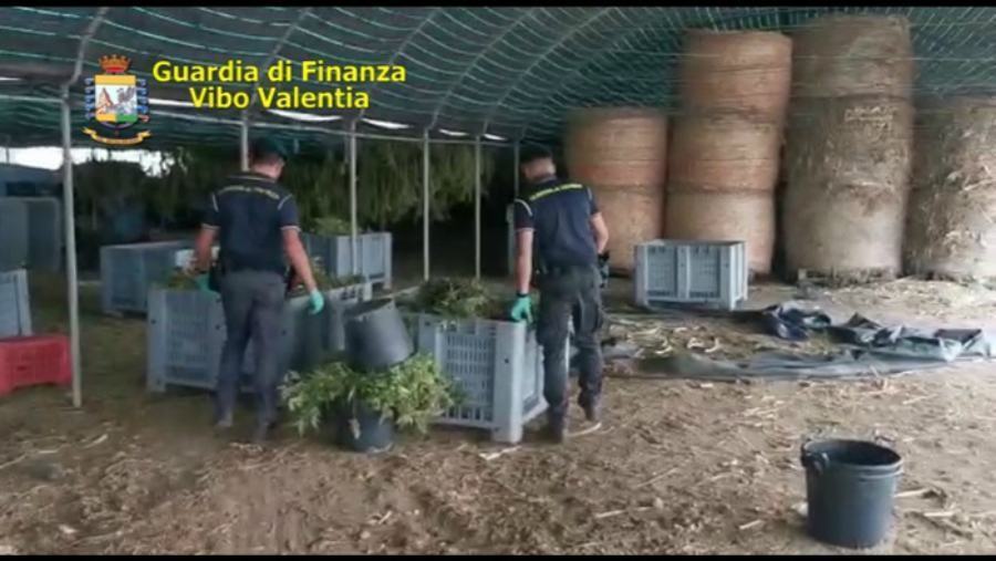 6 quintali marijuana