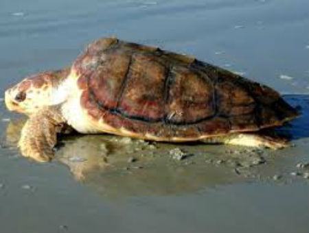 60eafe06779b7f9b1c0be7a892fc5788