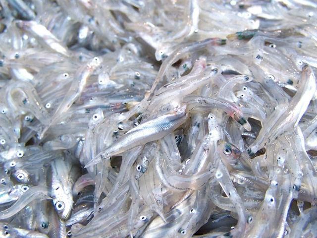 62047f4a0119b5e573e9f9890f25caae