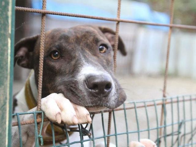 6e3c20bf1220a5df713603a35fcea4d1