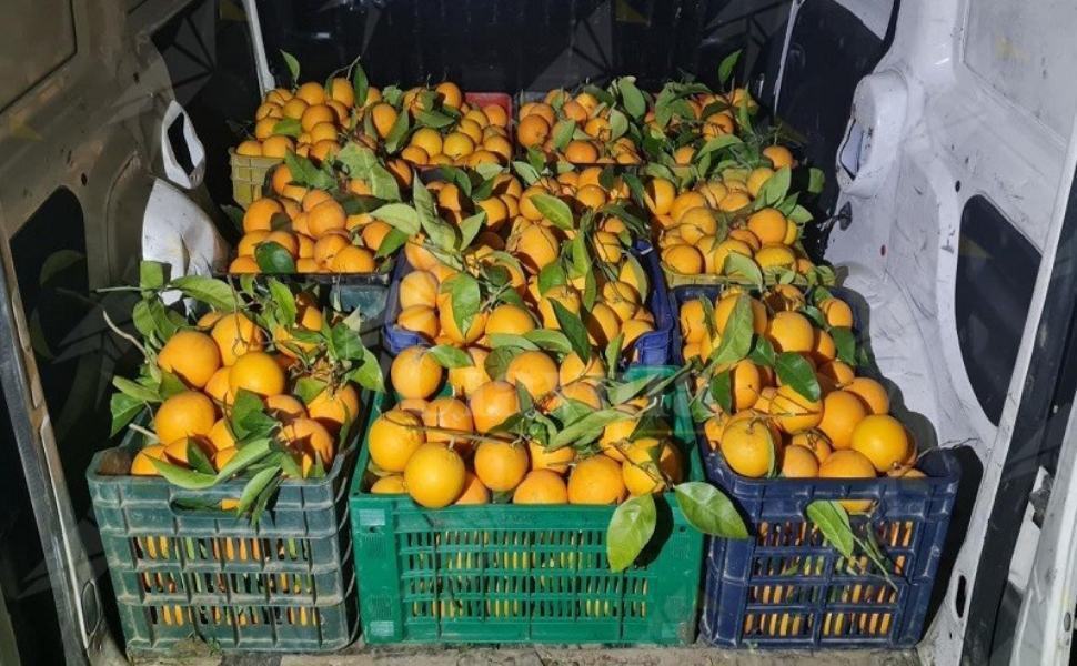 Corigliano Rossano, rubano 10 quintali di arance: padre e figlio in manette 51 6u