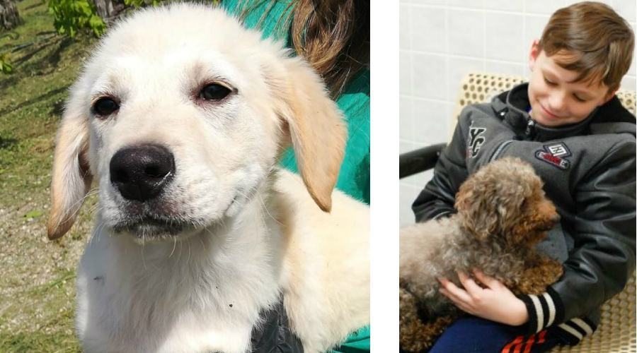 7 cuccioli da adottare tristan