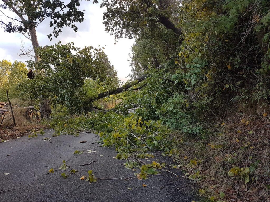 serra spiga caduta albero