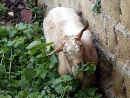 7a1800a90437bd1c20962dab410158c9