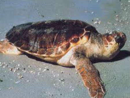 7a6121198f0a676eda8d94af7e8405a2