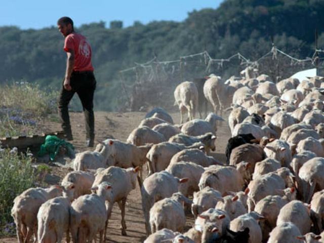 7cb0cf0ceae296774216300a63c68416