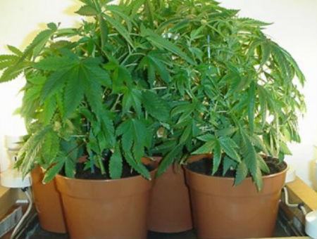 921d73dd1edd6205ab70c0e4ef2f49e5