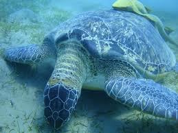 976c0845c7ee2555ec47e86e39c75dcd