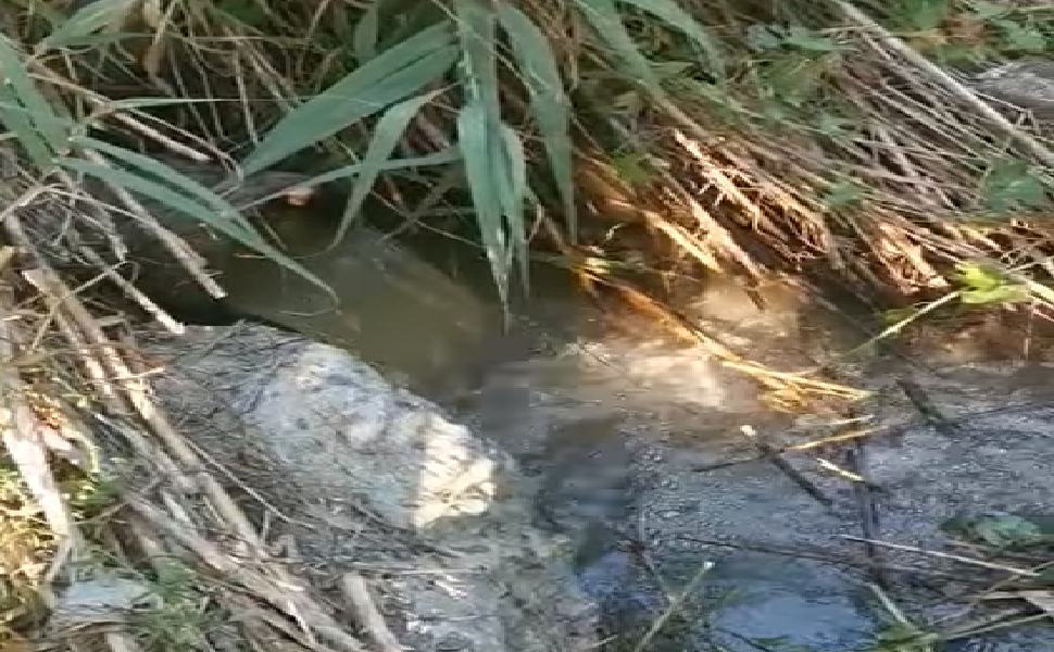 ACQUA NERA BELVEDERE MARITTIMO