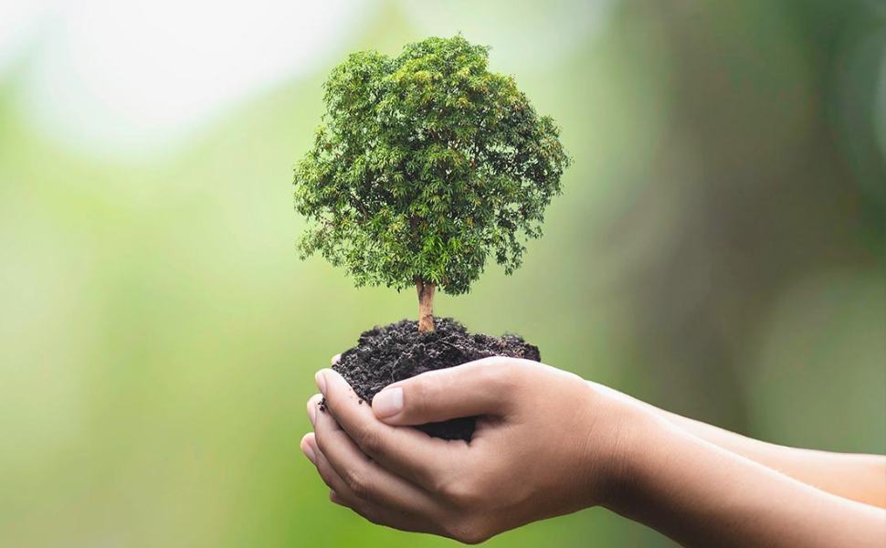 Legambiente, a Belsito domani la "Festa dell'Albero 2021" 51 ALBERO 5