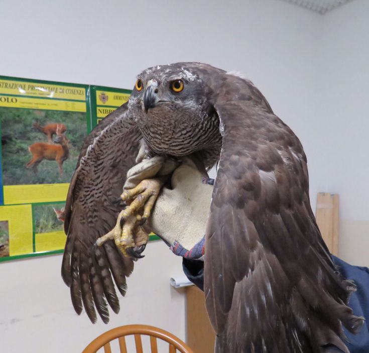 ASTORE POL.PROV .SAN GIOV.IN FIORE