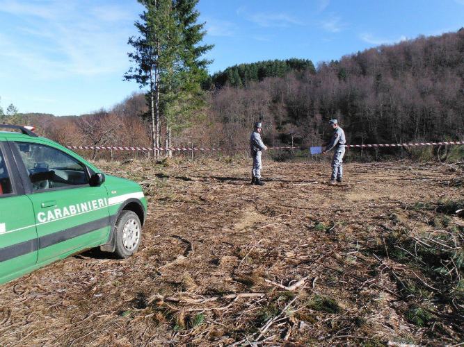 Taglio abusivo di 500 pini neri: due denunce e 57mila euro di multa 55 Acri2
