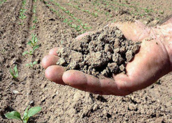 Coldiretti fotografa il fallimento del governo regionale nel settore dell'Agricoltura 51 Agricoltura 535x300 2