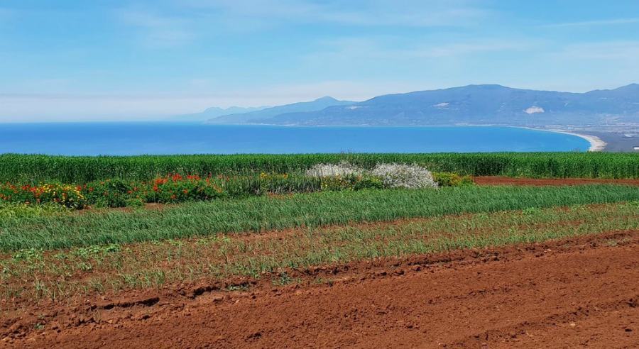 Agricoltura Calabria 1