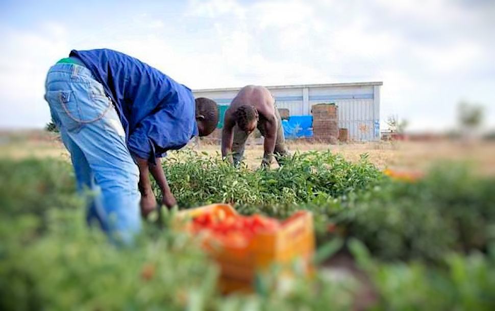 Agrumi lavoratori in nero