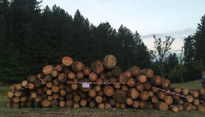 Alberi tagliati Sila