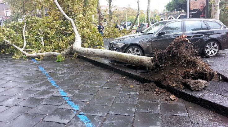 Albero Su auto Tromba Daria1