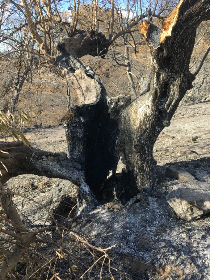 Albero distrutto incendio