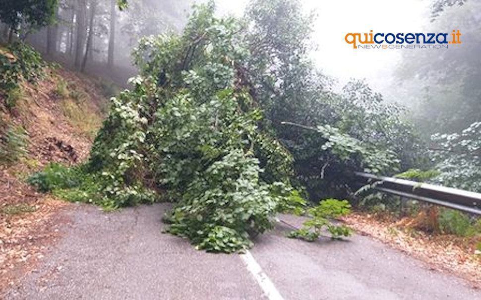 Temporali e nubifragi, resta l'allerta gialla in Calabria. Cade albero sulla strada della Crocetta 51 Albero strada crocetta