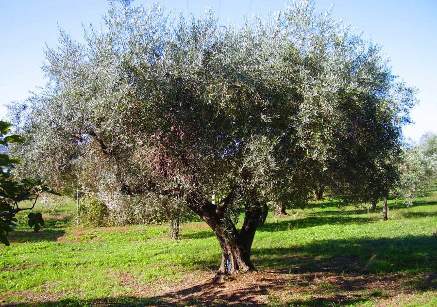 Albero ulivo