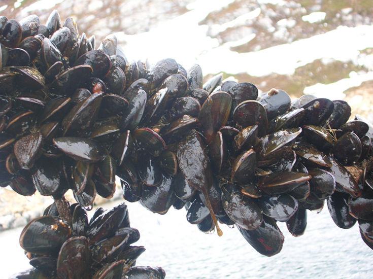 Allevamento abusivo di cozze