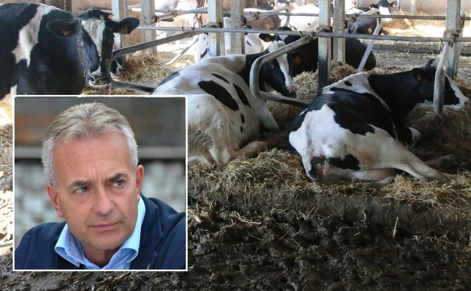 Allevamento azienda zootecnica assessore Gallo