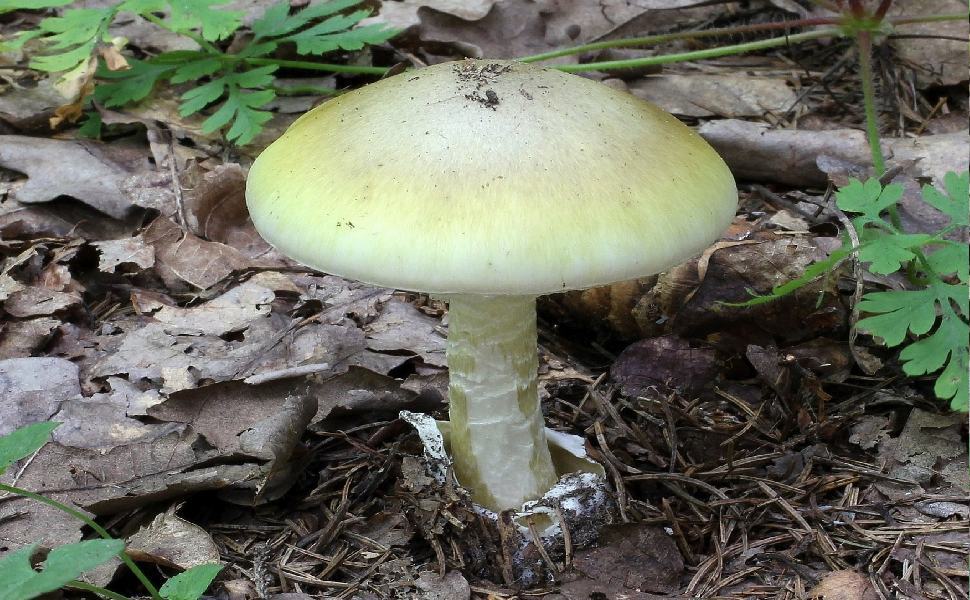 Ingerisce un fungo velenoso, gravissima una 61enne del cosentino 51 Amanita phalloides min 1