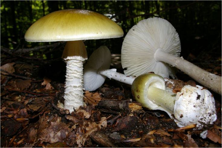 Amanita phalloides