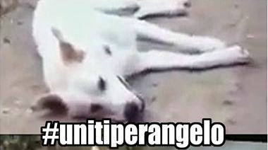 Angelo cane sangineto