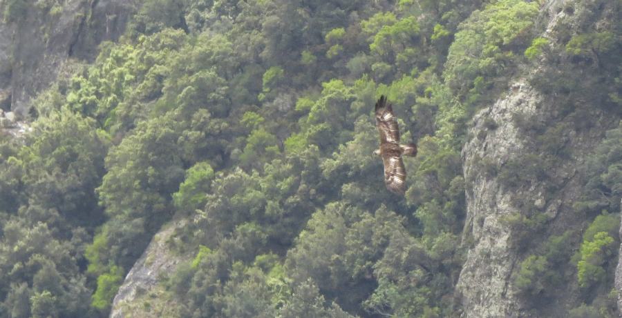 Parco dell'Aspromonte, si è insediata una nuova coppia di aquile reali 51 Aquila foto Manuela Policastrese