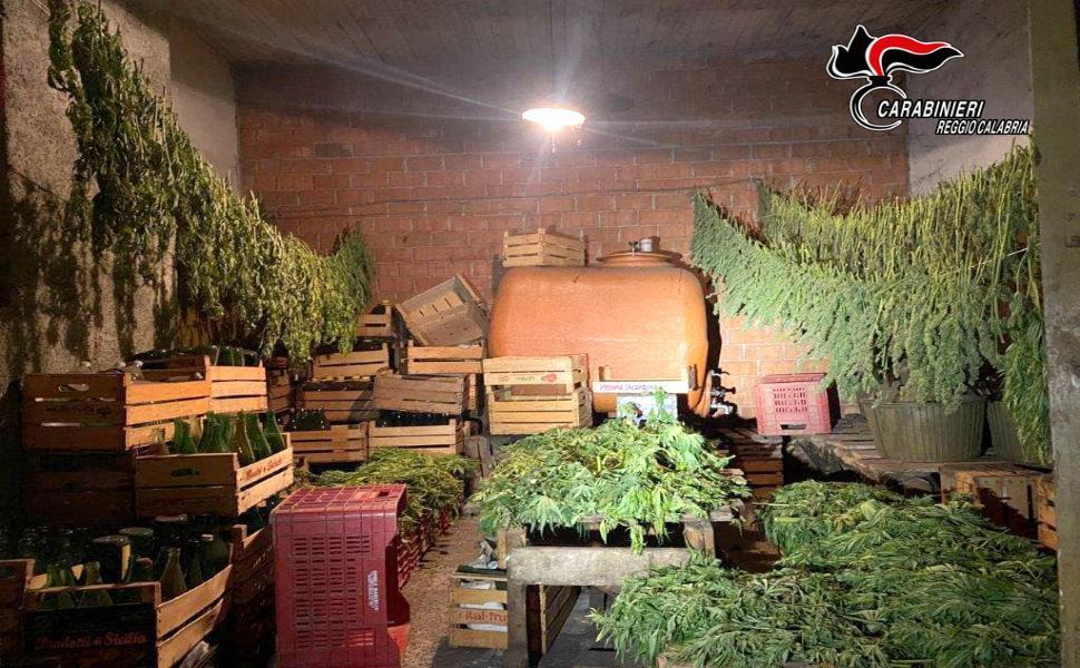 Autorizzati a coltivare Canapa sativa legale ne raccolgono erba illegale. Due coltivatori denunciati. 1