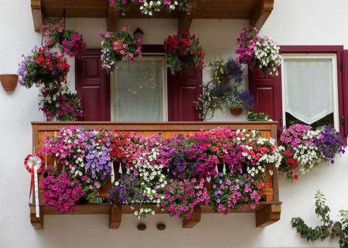 Anche a Cosenza il primo 'Garden Festival d'Autunno'. Con eventi dal 24 settembre al 2 ottobre 59 Balcone-Fiorito