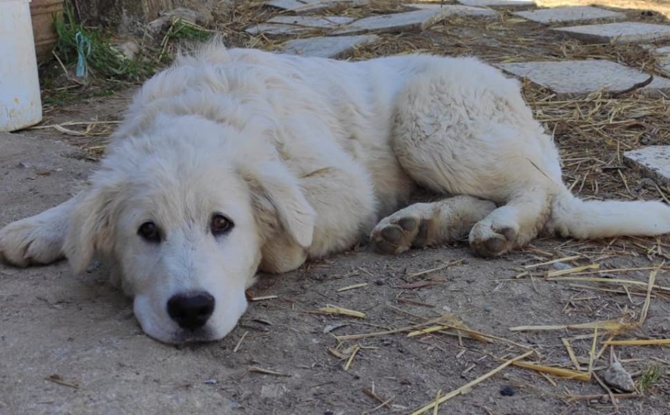 Rota Greca: "Il mio cane avvelenato con il metaldeide", caso denunciato ai carabinieri 51 Balu