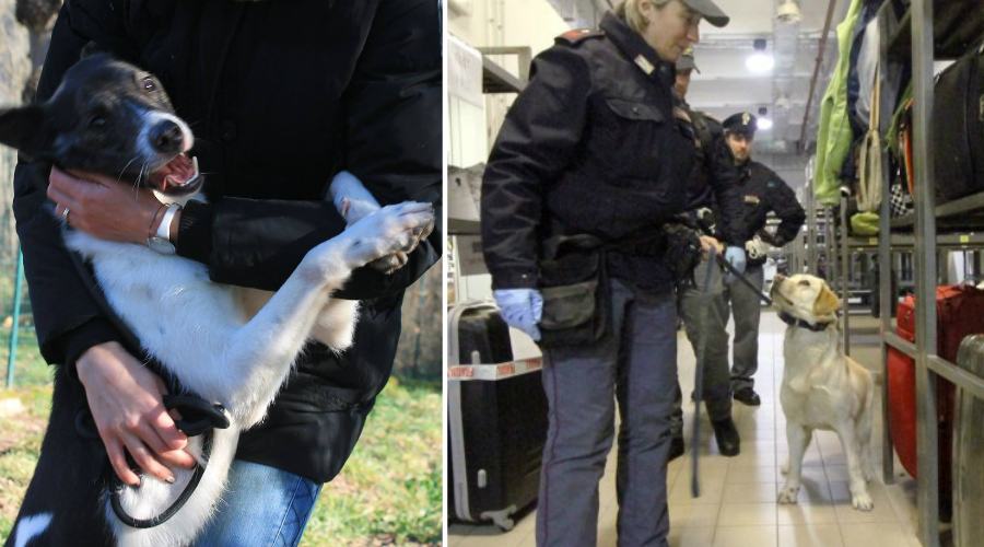 Bernardo cani antiesplosivo