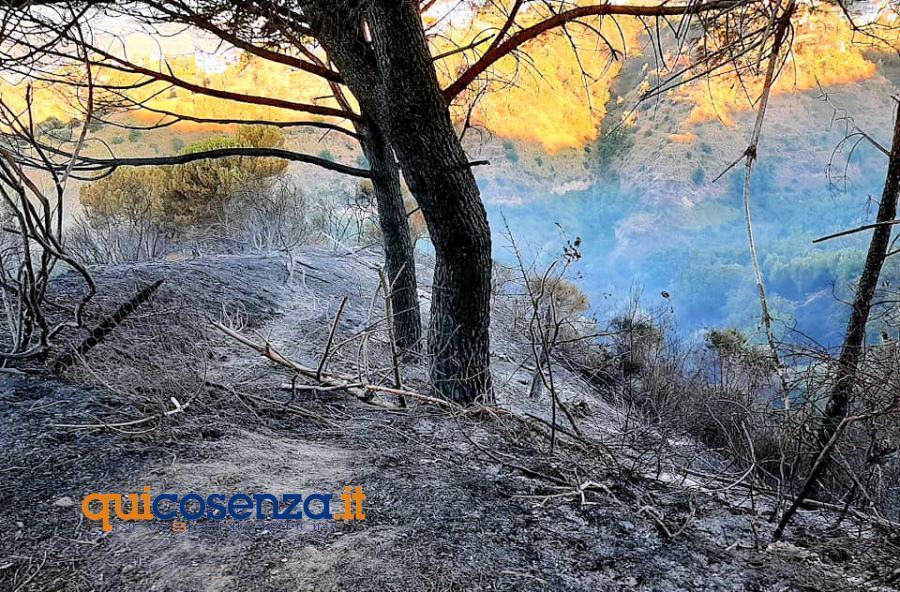 Incendio boschivo a San Giovanni in Fiore, denunciato un 66enne 51 Bisignano incendio1 1