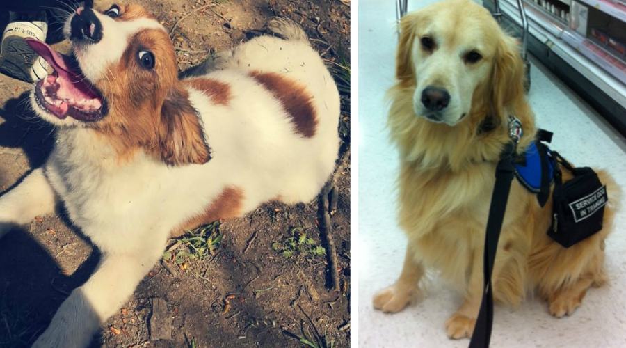 Boris e cani per sordi