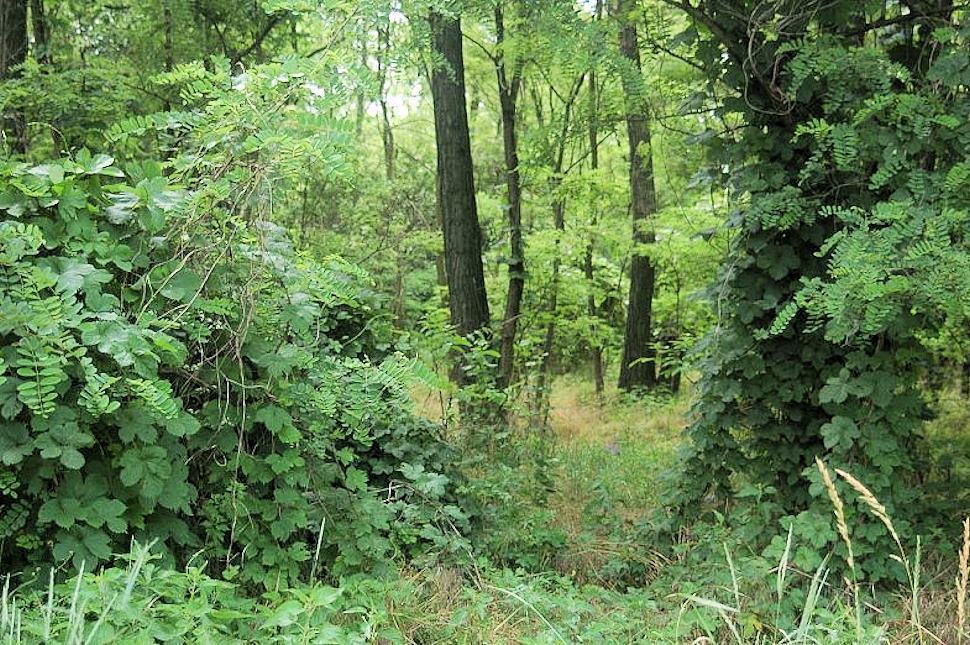 Campana, camminano per 5 ore perdendosi nella fitta boscaglia. Salvati due turisti 59 Bosco 1