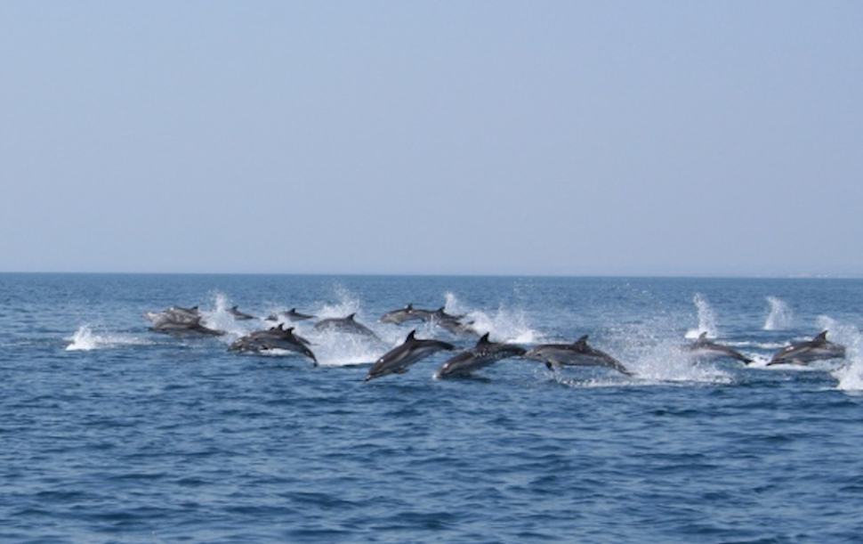 Branco Delfini
