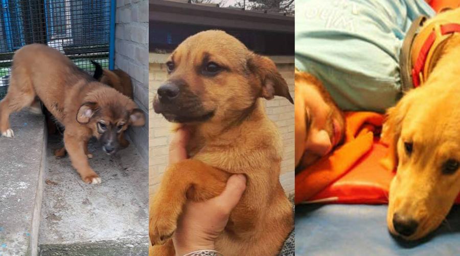 Brio Bagliore cani epilettici