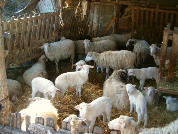 Ancora un caso di brucellosi nel vibonese. Sequestrati 40 animali 51 Brucellosi