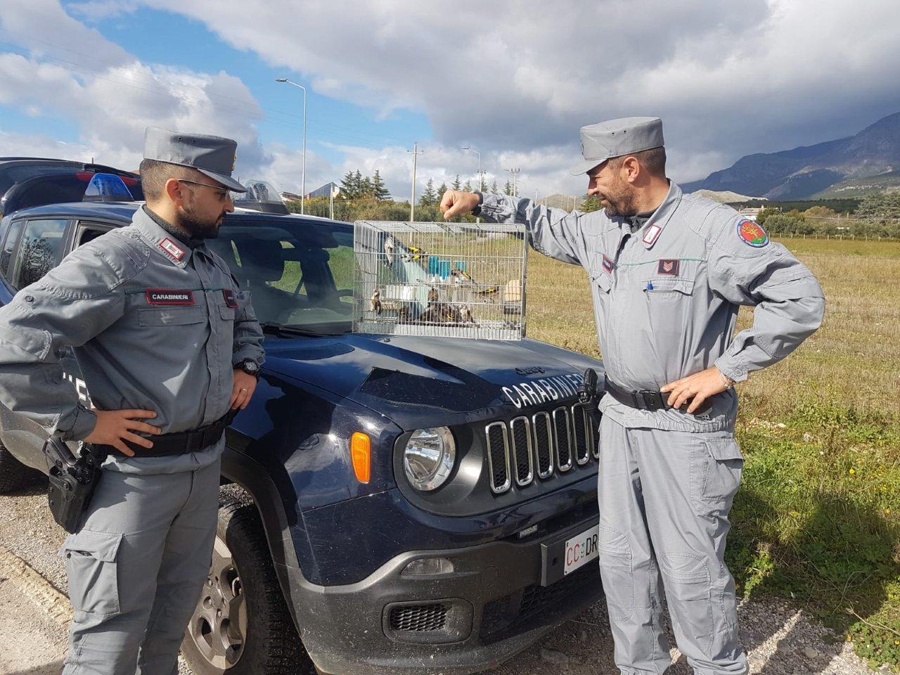 Deteneva illegalmente 13 cardellini, una denuncia 51 CARDELLINI CASTROVILLARI