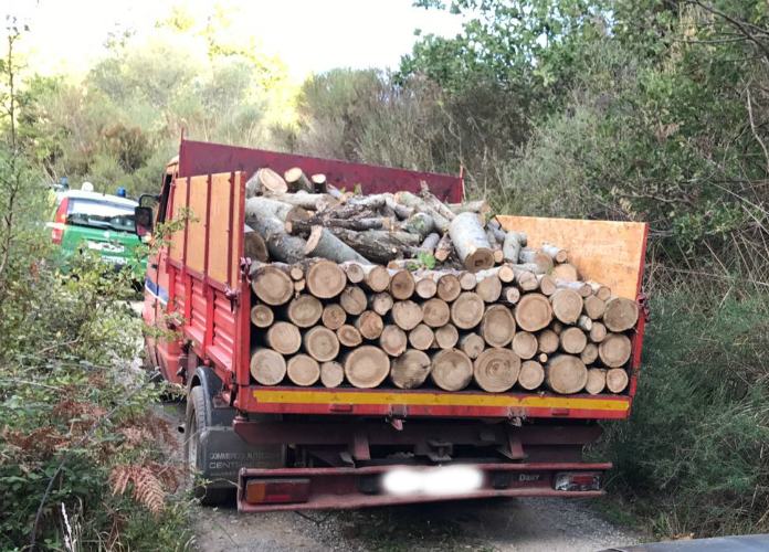 Tagliavano alberi senza autorizzazione, tre persone denunciate nel cosentino (FOTO) 51 CC San Marco1